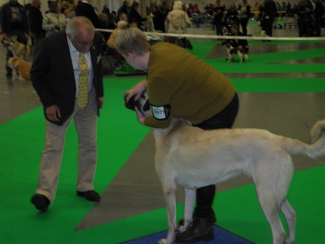 İsveç’te Köpek Fuarı Düzenlendi