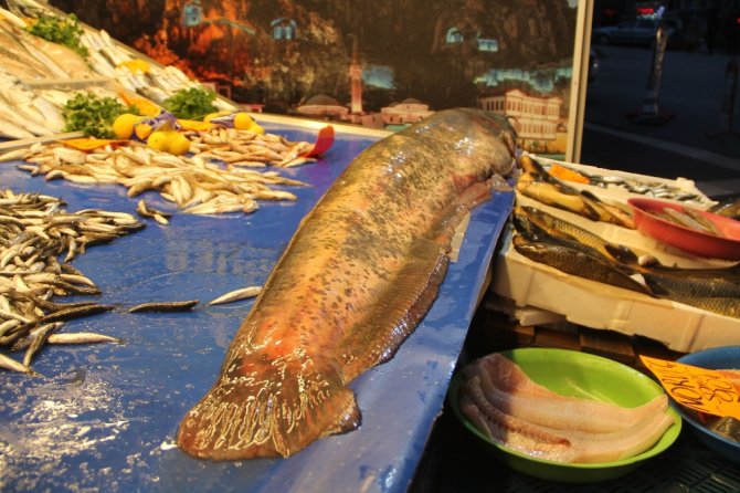 Dev Yayın Balığı İlgi Odağı Oldu