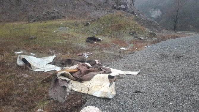 Öldürdükleri Domuzları Parçaladılar, Derilerini Yol Kenarına Bıraktılar