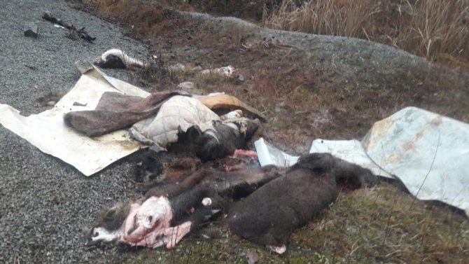Öldürdükleri Domuzları Parçaladılar, Derilerini Yol Kenarına Bıraktılar