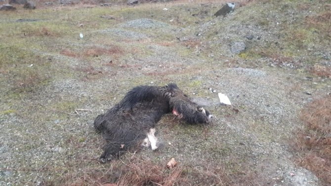 Öldürdükleri Domuzları Parçaladılar, Derilerini Yol Kenarına Bıraktılar