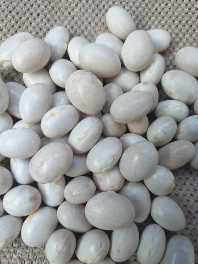 Kelkit Şeker Fasulyesi Coğrafi İşaretini Aldı