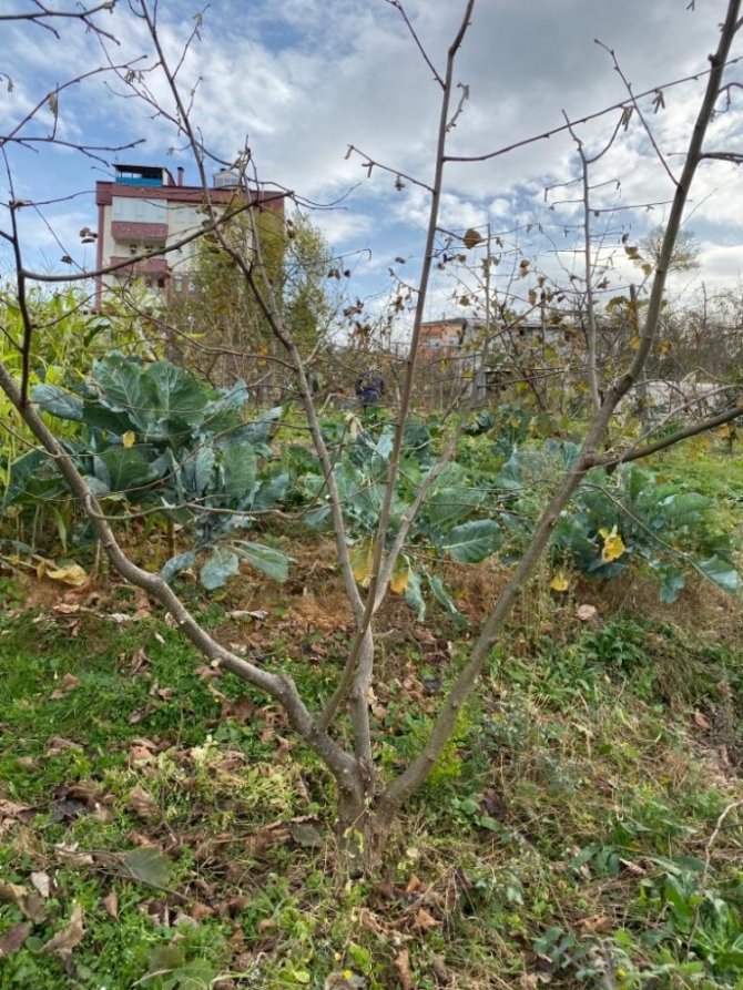Türkiye’de Tek Aşırı Gövdeli Fındık Bahçesinde Budama Yapıldı