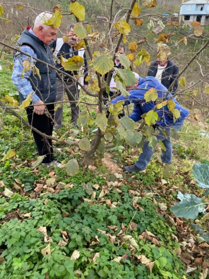 Türkiye’de Tek Aşırı Gövdeli Fındık Bahçesinde Budama Yapıldı