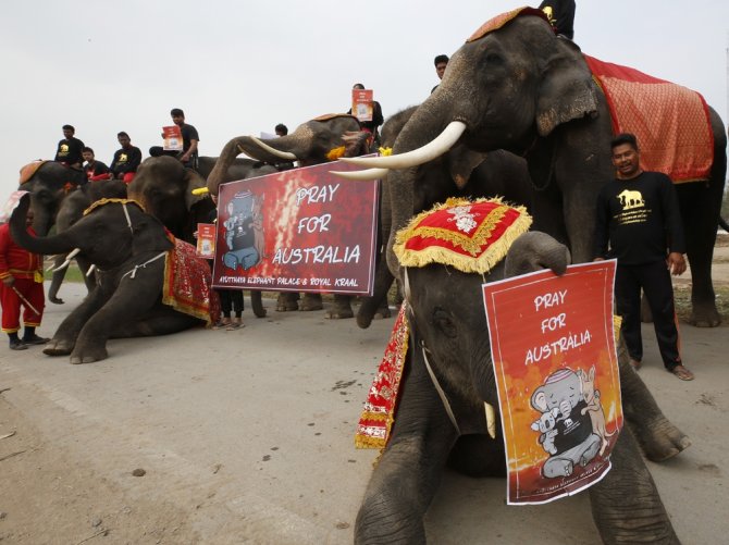 Filler Ve Öğrenciler Avustralya’da Ölen Hayvanlar İçin Yürüdü