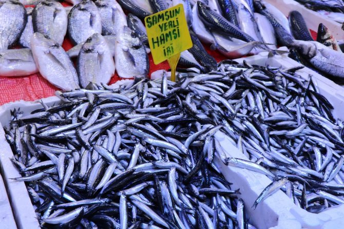 Fiyatı Düşen Hamsiye Hücum