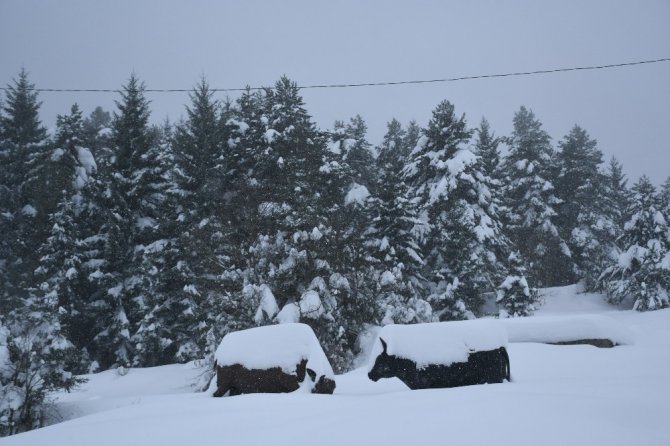 Kafkasör Yaylası’nın Kış Güzelliği