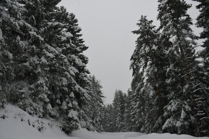 Kafkasör Yaylası’nın Kış Güzelliği