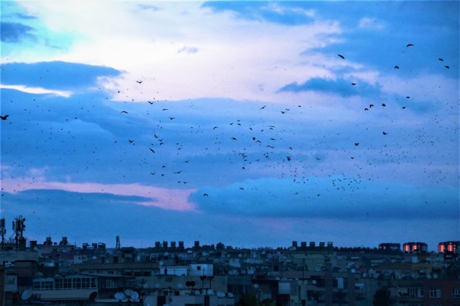 Şanlıurfa Semalarında Kuşların Dansı