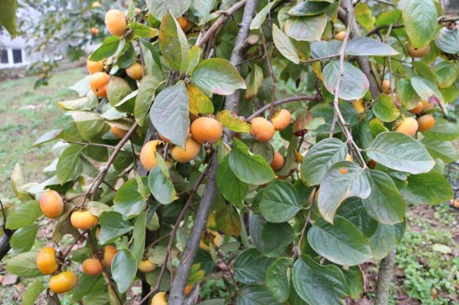 Trabzon Hurması Yerken Dikkat