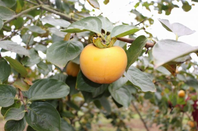 Trabzon Hurması Yerken Dikkat