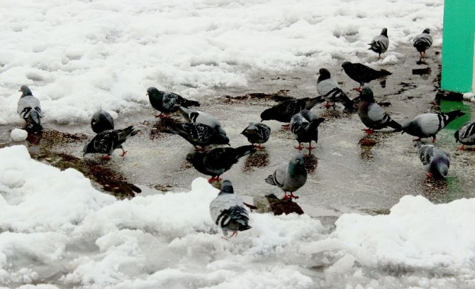 Giresun’dan Kartpostallık Görüntüler