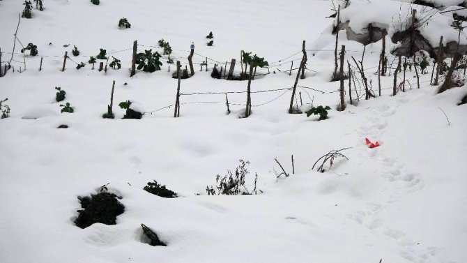 Kar Yağışı Tarım Alanlarını Olumlu Etkiledi