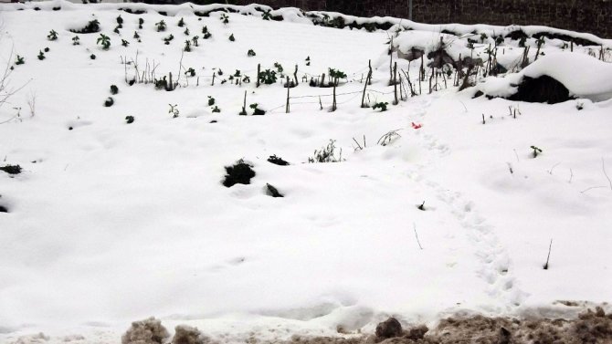 Kar Yağışı Tarım Alanlarını Olumlu Etkiledi