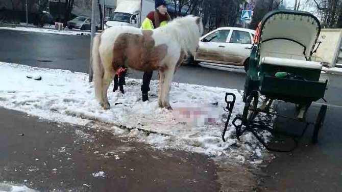 Rusya’da At İle Otomobil Çarpıştı