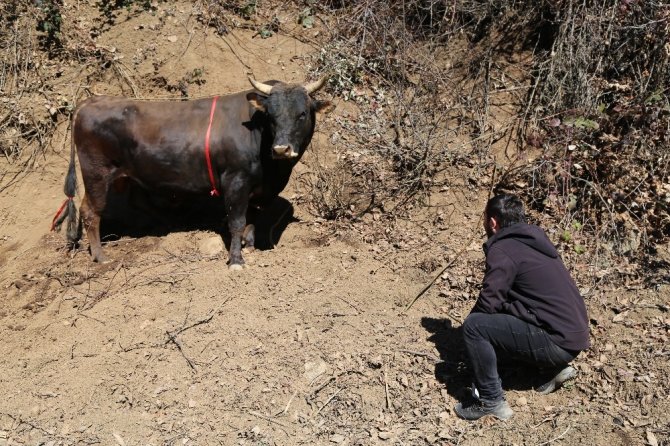 Bu Boğa İsmi İle Korkutuyor
