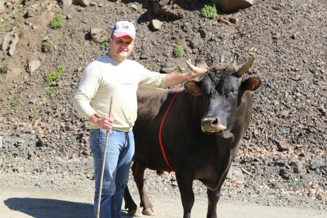 Bu Boğa İsmi İle Korkutuyor