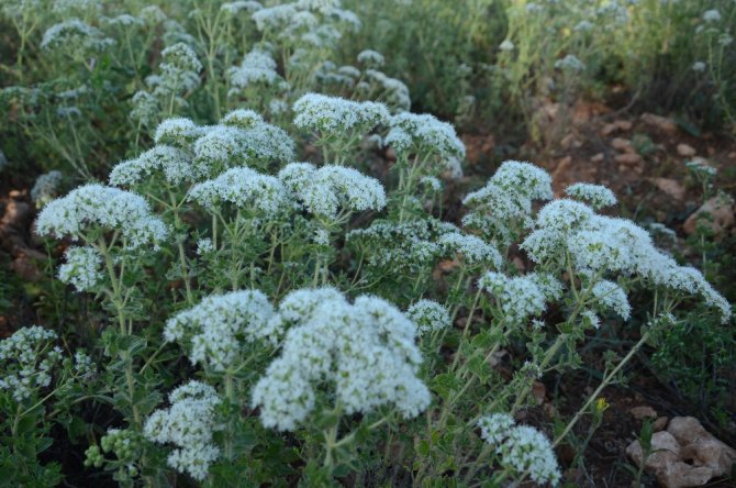 Denizli’de Üretilen Kekik 85 Ülkeye İhracat Ediliyor