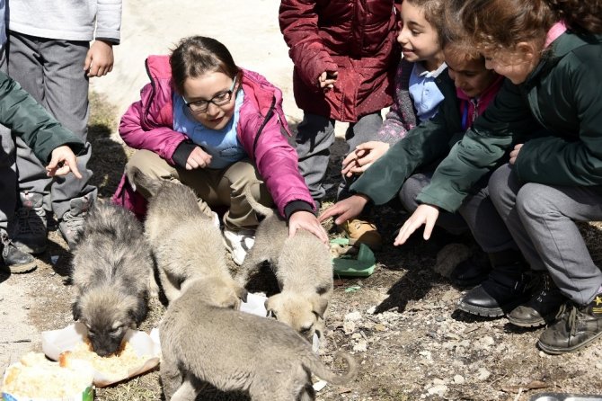 Bu Köy Okulunda Artan Yemekler Sokak Hayvanlarının
