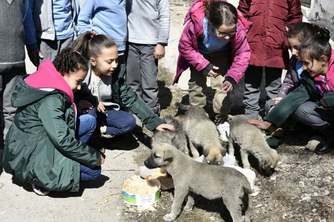 Bu Köy Okulunda Artan Yemekler Sokak Hayvanlarının