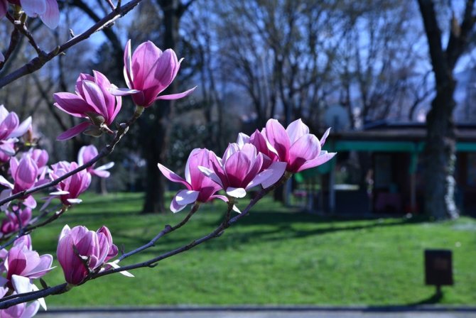 Bursa’da Erik Ve Bademler Çiçek Açtı