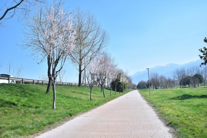 Bursa’da Erik Ve Bademler Çiçek Açtı