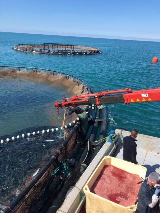 Gürdoğan: Doğu Karadeniz’den Su Ürünleri İhracatındaki Artışı Karşılamak İçin Yeni Yatırımlar Yapmak Gerekiyor