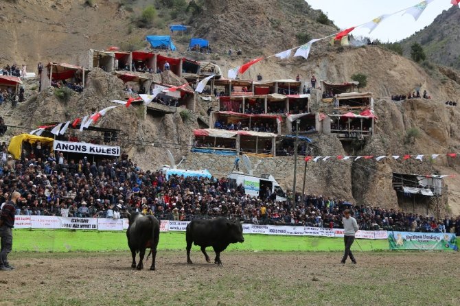 Korona Virüsü Boğa Güreşlerini De Vurdu