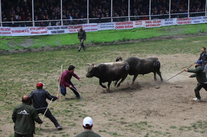 Korona Virüsü Boğa Güreşlerini De Vurdu