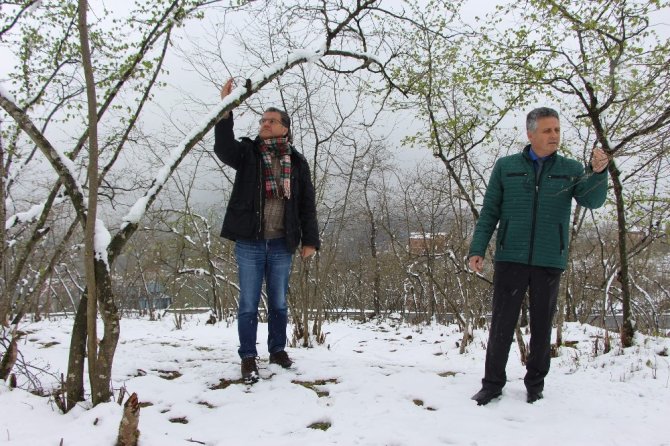 Uzmanlardan Fındık Üreticilerini Rahatlatan Açıklama