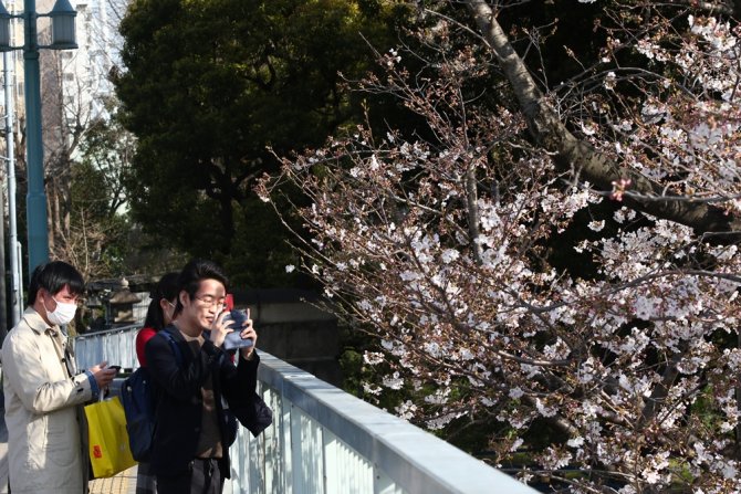 Japonya’da ’Sakura’ Coşkusuna Korona Virüsü Engeli