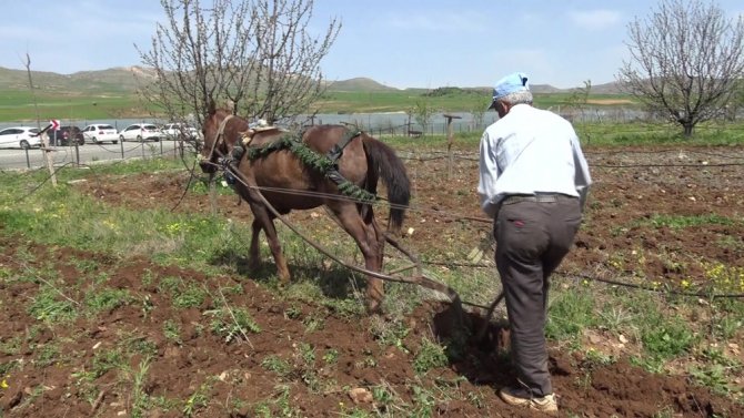 Gercüş’te At İle Çift Sürme Geleneği Devam Ediyor