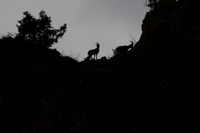 Gümüşhane Dağlarının En İhtişamlı Süsü: Yaban Keçisi