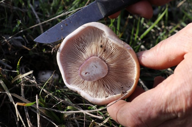 Gümüşhane’de Mantar Sezonu Başladı