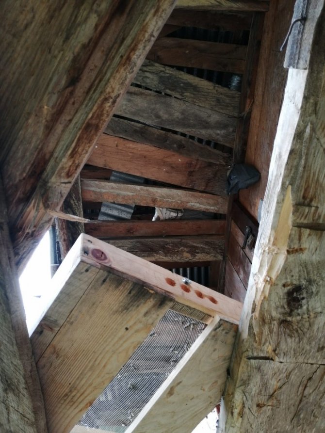 Artvin’de Kış Uykusundan Uyanan Ayılar Arı Kovanlarını Parçaladı