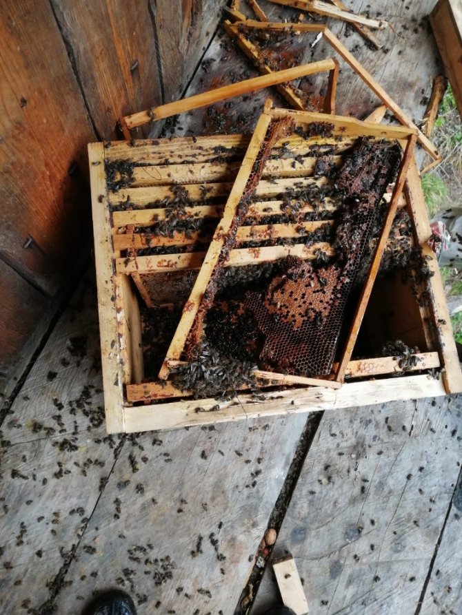 Artvin’de Kış Uykusundan Uyanan Ayılar Arı Kovanlarını Parçaladı