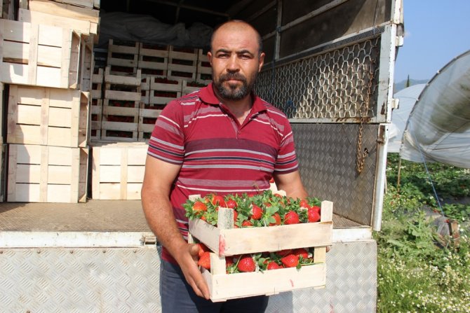 Aydın’da Çilek Üretimi Başladı