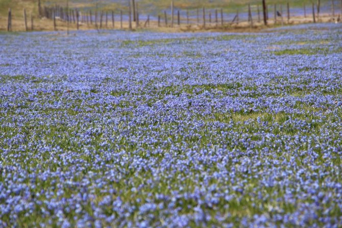 Mor Yayla’da ’Korona’ Sessizliği