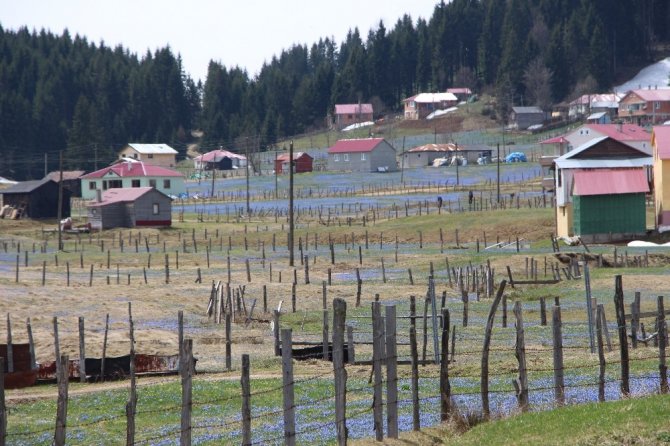 Mor Yayla’da ’Korona’ Sessizliği