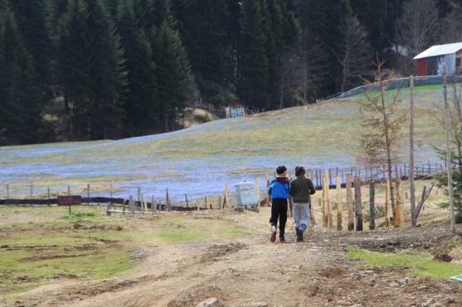 Mor Yayla’da ’Korona’ Sessizliği
