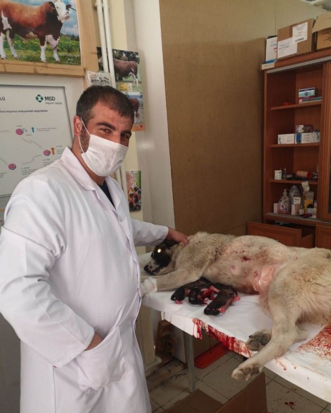 Karantinada Olan Sürü Sahibinin Köpeği Sezeryanla Kurtarıldı