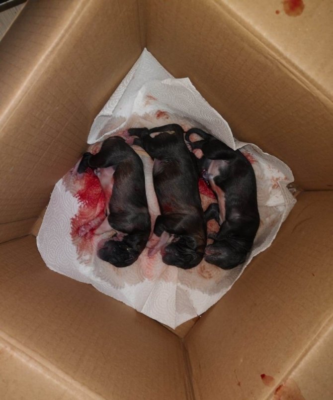 Karantinada Olan Sürü Sahibinin Köpeği Sezeryanla Kurtarıldı