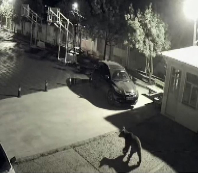 Artvin’de Kış Uykusundan Uyanıp Şehre İnen Ayılar Bu Kez Okul Bahçesinde Kameralara Yakalandı