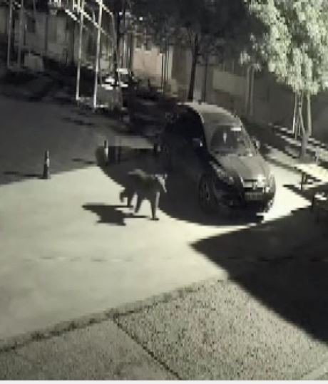 Artvin’de Kış Uykusundan Uyanıp Şehre İnen Ayılar Bu Kez Okul Bahçesinde Kameralara Yakalandı