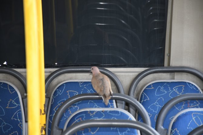 Korona Virüs Nedeniyle Çalışmayan Otobüsler Kuşların Yuvası Oldu