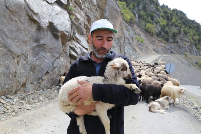 Artvin’de Yaylalara Göç Başladı