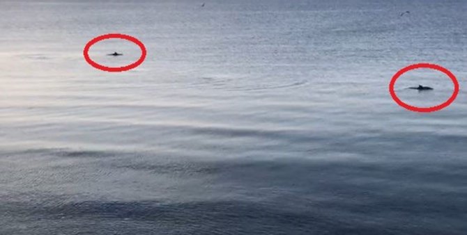 Doğa Özüne Dönüyor: Deniz Yunuslara Kaldı