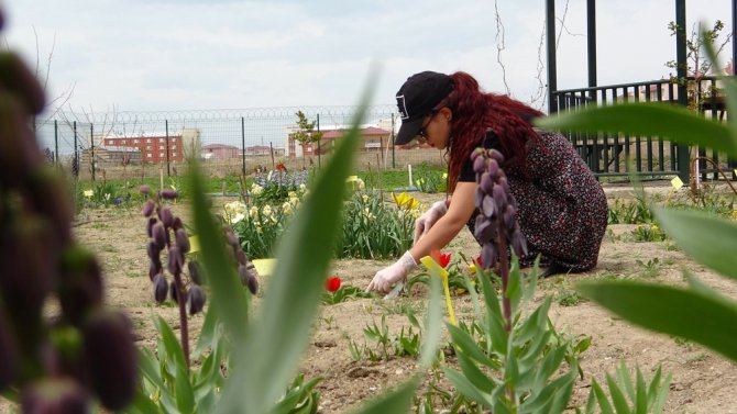 Ters Laleler Gecikmeli Açtı