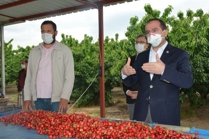 Bakan Pakdemirli, Kuzey Yarım Küre’nin İlk Kiraz Hasadına Katıldı