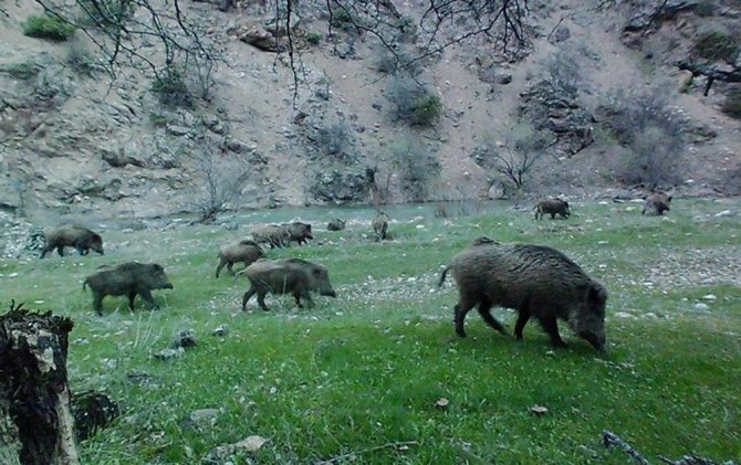 Tunceli’nin Yaban Hayatı Foto Kapanla Görüntülendi